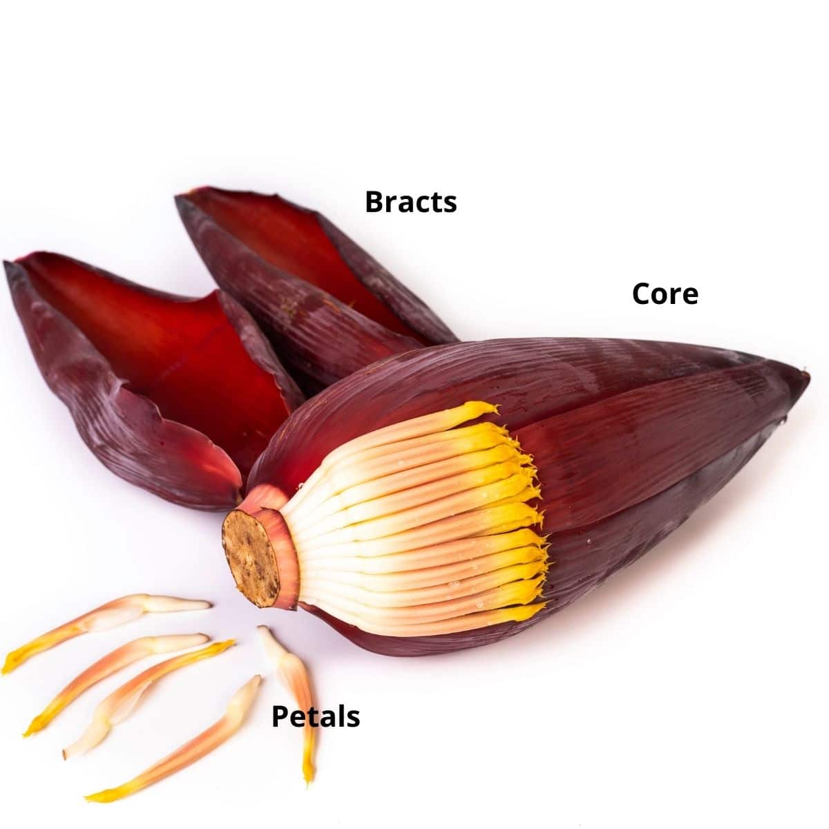 A banana flower is on the white surface with petals on the floor