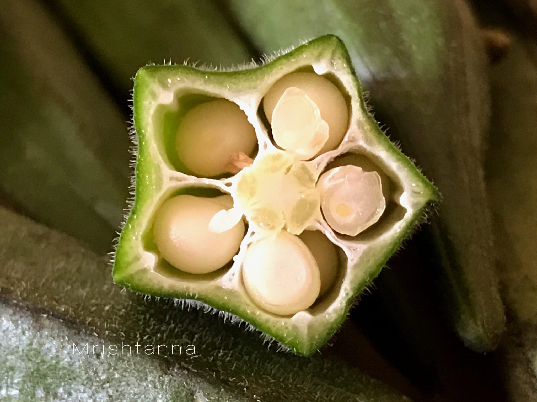 A close up of group of okra's