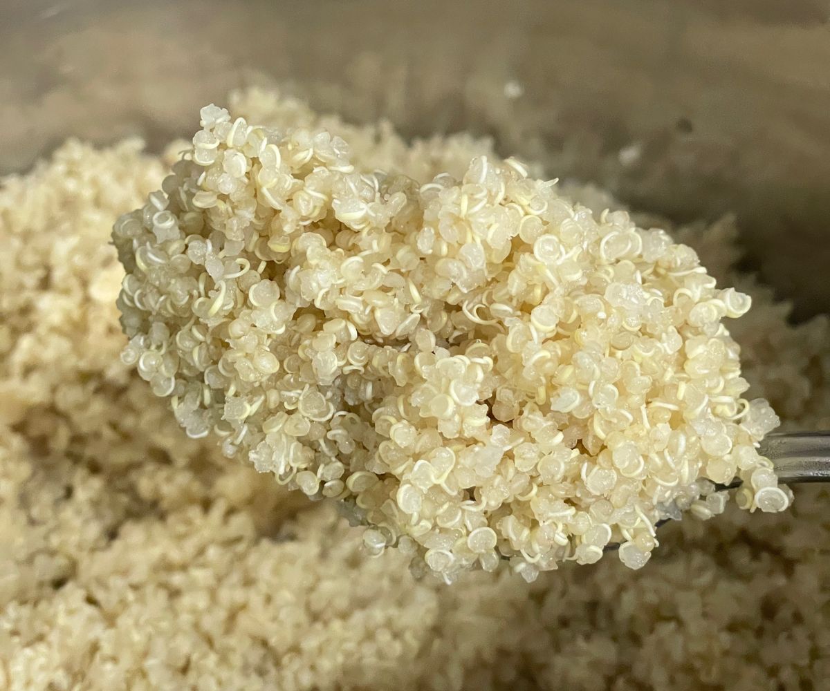 a large spoon is with cooked quinoa.