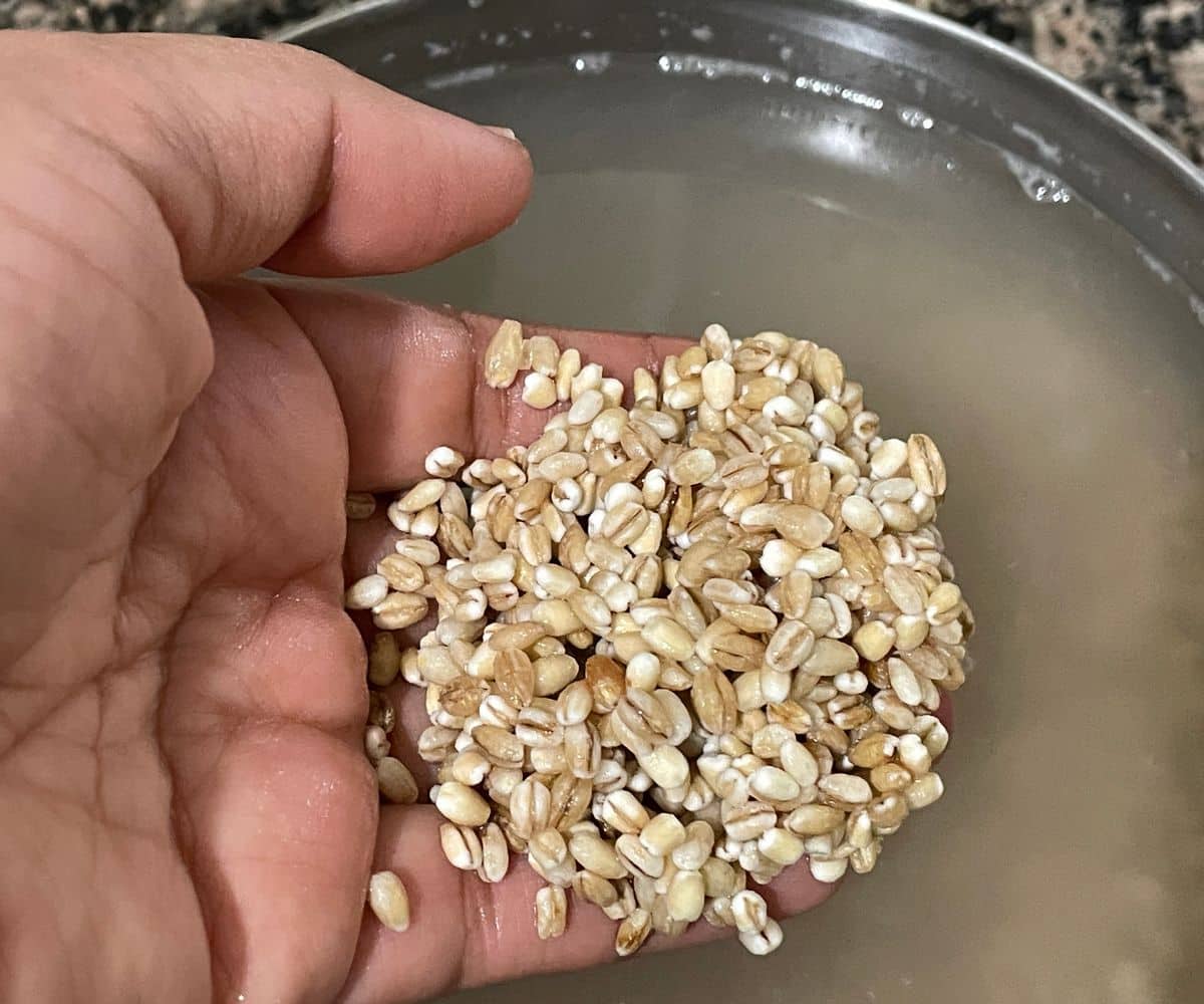 A person is holding a hand full of rinsed barley.