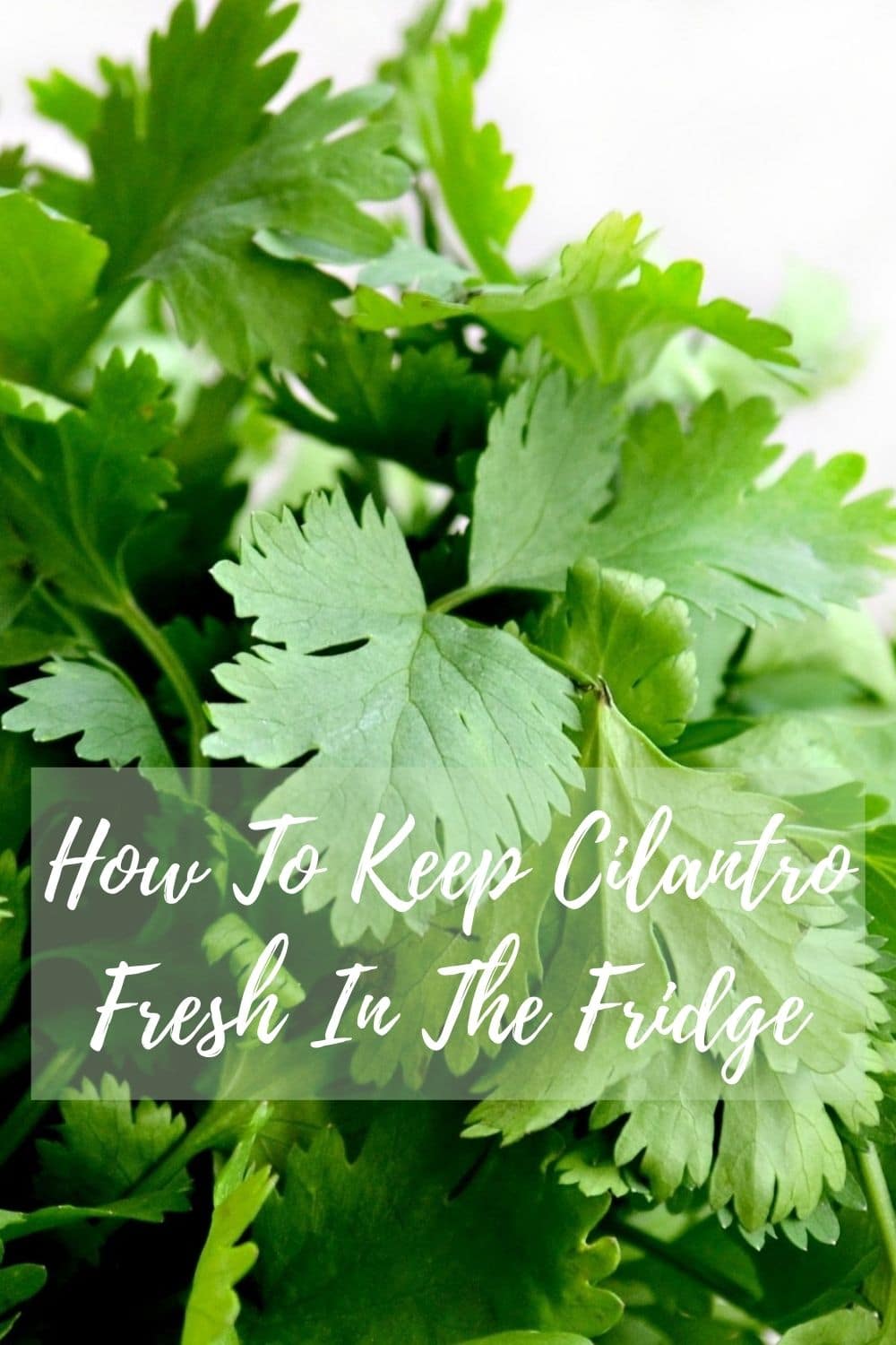 How To Keep Cilantro Fresh In The Fridge • Simple Sumptuous Cooking