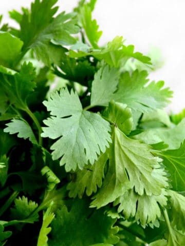 bunch of coriander leaves in on the counter top