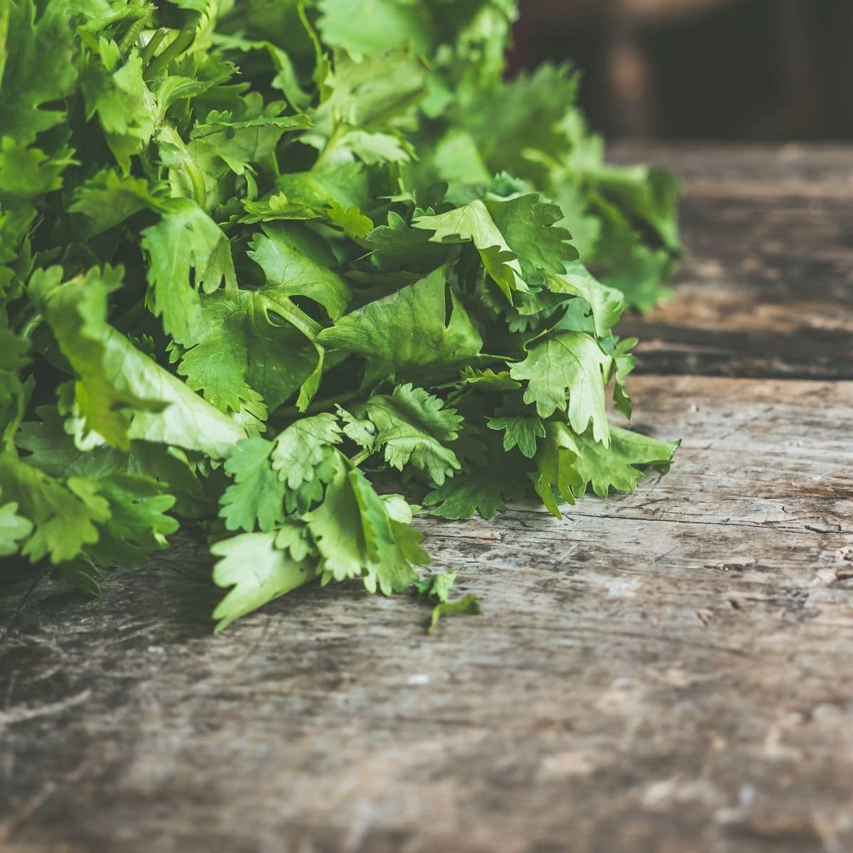 fresh cilantro are on the table.