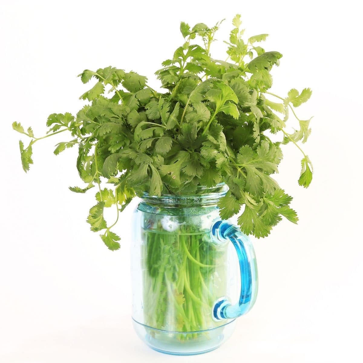 bunch of cilantro leaves are inside the mason jar with water.