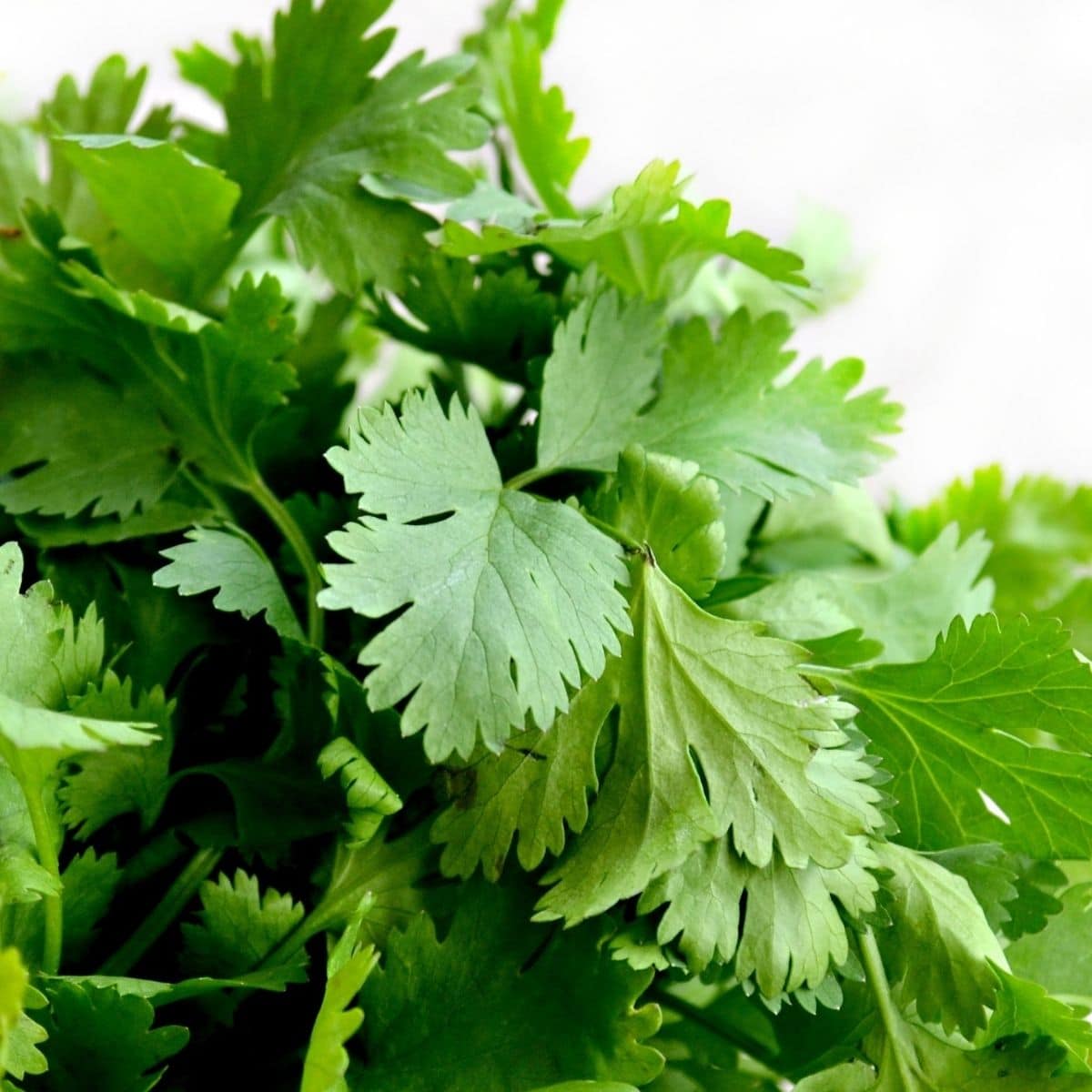 bunch of fresh citronella is on the counter top