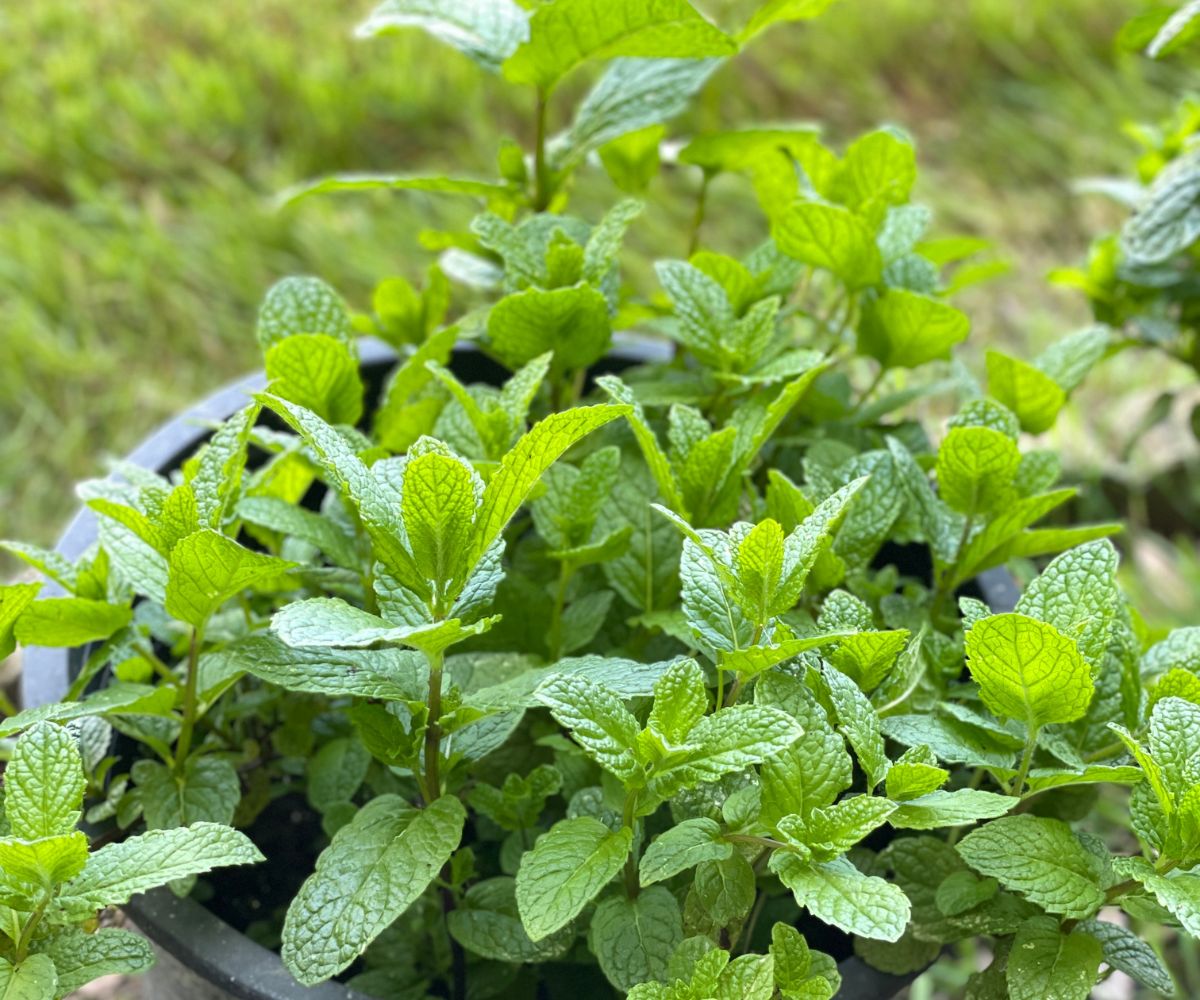 a plant of mint leaves on the pot.