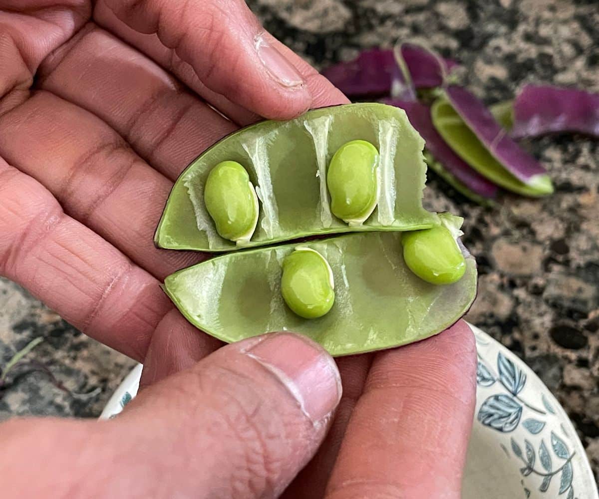 Hyacinth beans are in the pod.