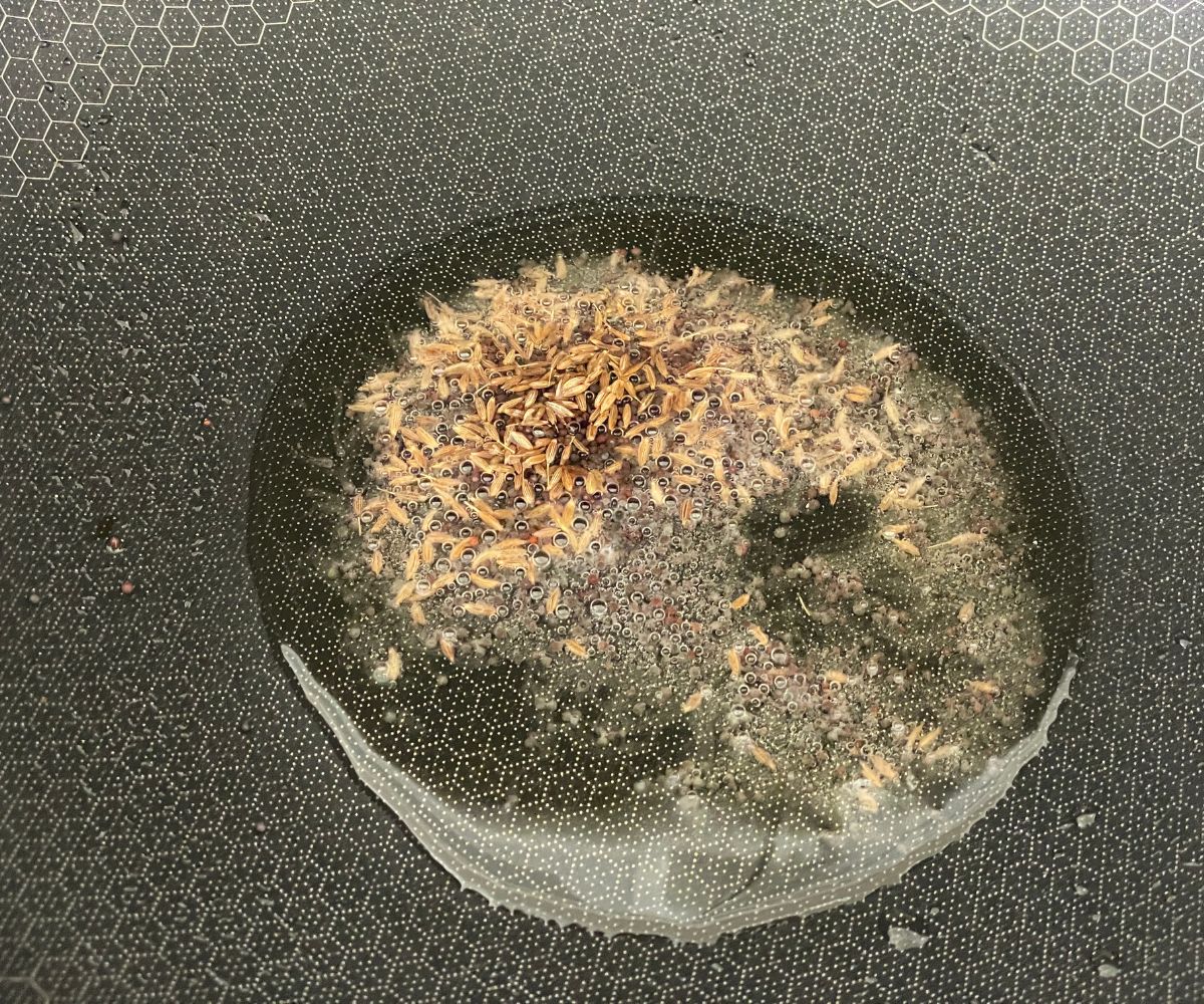 A heated pan has oil and cumin and mustard seeds.